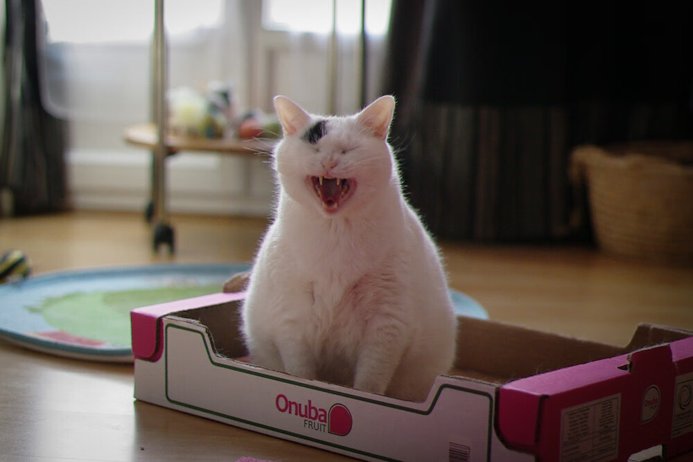 逆转之夜!西亚卡姆狂轰生涯新高难救主,森林狼窒息防守终结猛龙